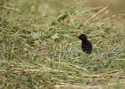 Râle des genêts (poussin) ©lpo55/C.Demussy